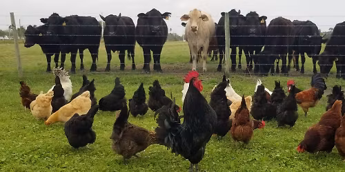 10th Anniversary of Audrey\u2019s Feed @ 66th Ave SW 