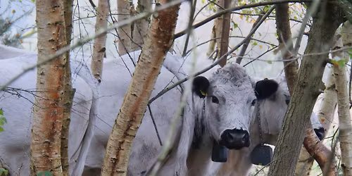 The udderly a-graze-ing cows of NWT Sweet Briar Marshes