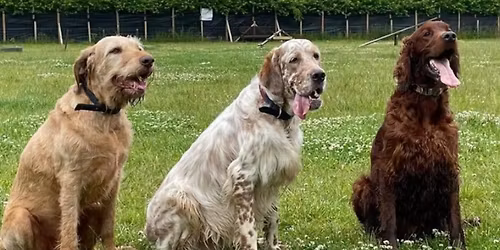 Loose Lead Walking Course 