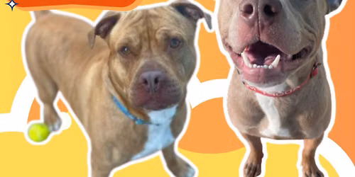 Adoptable Dogs at PetSmart Oak Creek