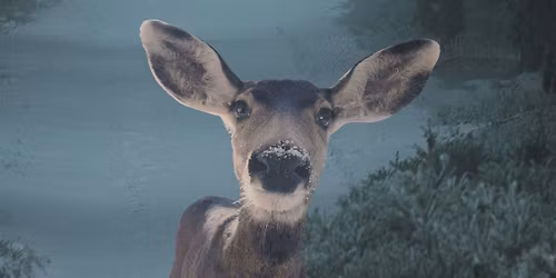 The Frosted Faery Festival