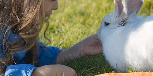 Summer Furry Friends