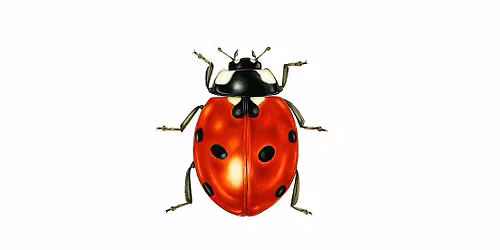 Invertebrate survey