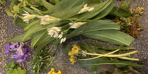 Foraging walk for beginners