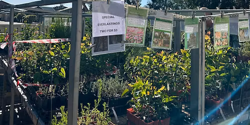 Native plant sales 