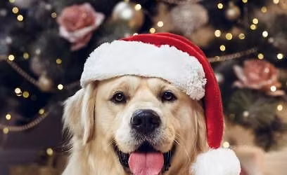 12\/14\/25 Top Dog - 2024 U.S. Open - Pattern #2 (43ft)