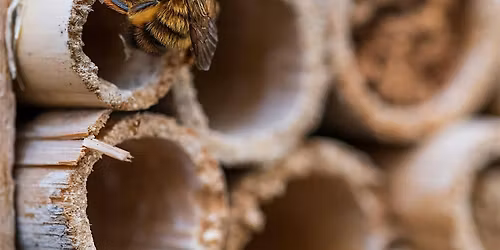 The Home Buzz: How to Make a Native Bee House (A Family Workshop)