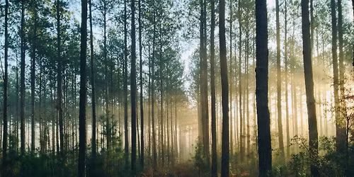 Forest Bathing Stirling - April