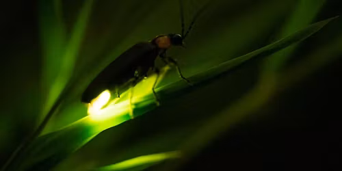 Firefly Night Hike