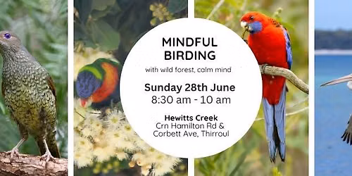 Mindful Birding - Sunday 28th June - Hewitts Creek, Thirroul