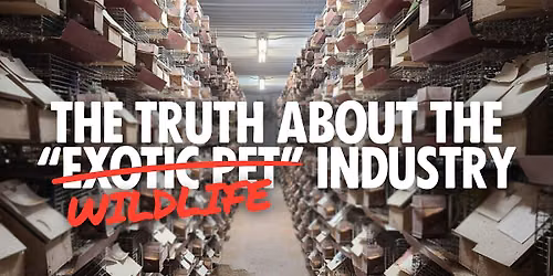 Meetup: The Truth About the "Exotic Pet" (Wildlife) Industry