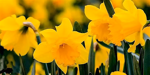 Wednesday Wander - Spring Flowers