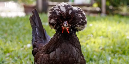 Spring Chickens : Healthy Chooks