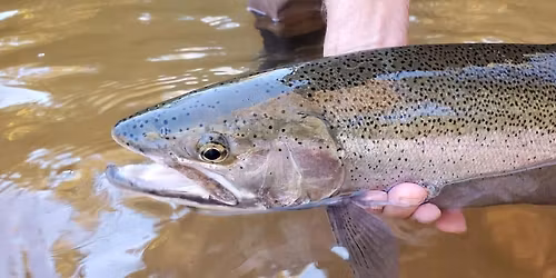 Movie Night At The Superior Fly Angler