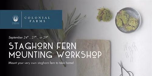 Staghorn Fern Mounting Workshop
