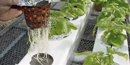 Successful Gardener - Beginning Hydroponics for the Home Gardener