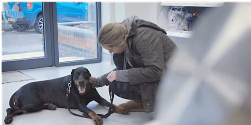 Pet Loss Training Day for Veterinary Professionals-(MANCHESTER)