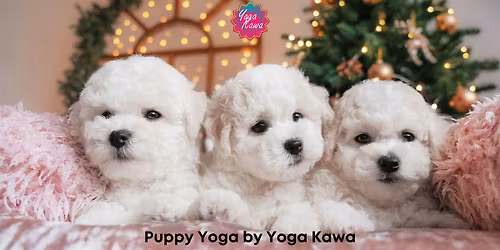 Puppy Yoga by Yoga Kawa Toronto Bichon Frise