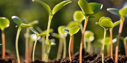 Native Plant Series: Winter Sowing