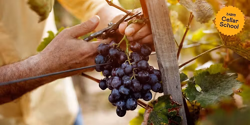 Zachys Cellar School: Grape 101