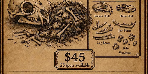 OWL PELLET DISECTION WORKSHOP