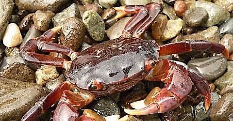 Why Animals Don't Wear Clothes: Mini Explorers (ages 3-5)