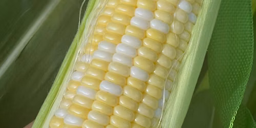 Miller Dohrmann Farm Sweet Corn Feed \/ Fest