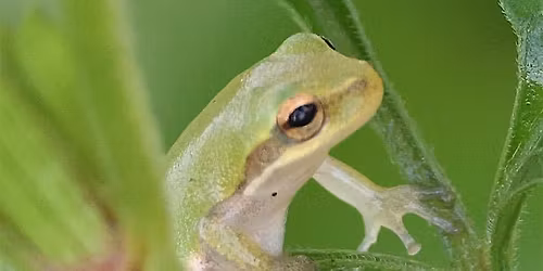 The Wonderful World of Frogs: Strolling Science for Kids