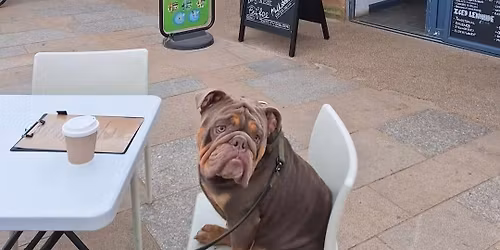 South West (Weston Beach) Bulldog Walk for GBSR UK