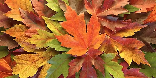 FALL Stained Glass Suncatchers @ Glass Visions in Springfield MA