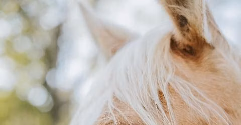 Equine-Assisted Learning for Homeschoolers ages 15-18