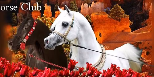 Utah Valley Arabian Value Show