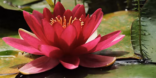 Tantrakurs chakra 1 - Livskraft & trygghet