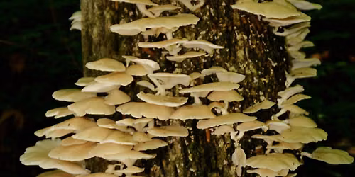 Mushroom Hike