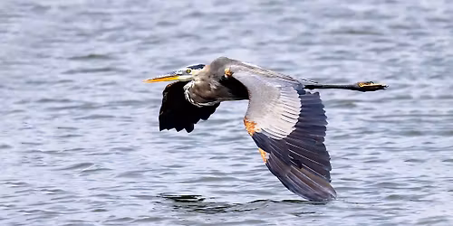 Field Trip: Pelican Island National Wildlife Refuge Tram Tour