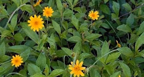 Special Presentation: Nonnative and Invasive Plants