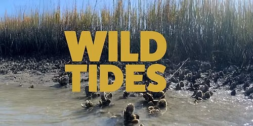 Wild Tides: Life Between Dunes & Sea
