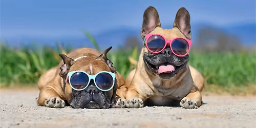Dog Days at Lawton Farmer's Market