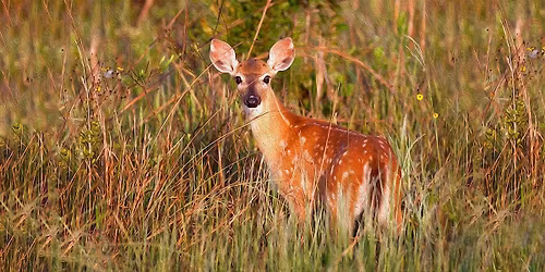 FIELD TRIP: Seminole Ranch Conservation Area