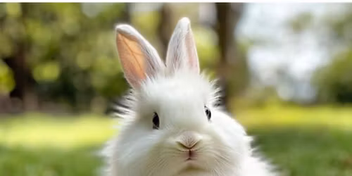 6's Bad Bunny volleyball tournament 