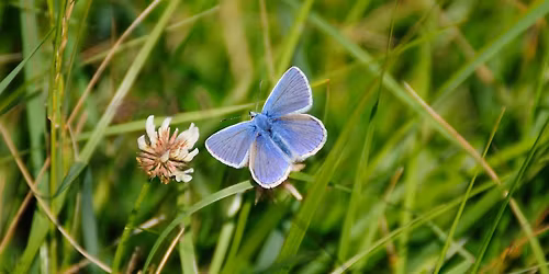 Butterfly Walk at Mere Sands Wood
