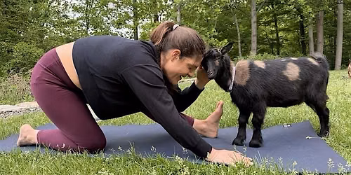 Relax with Mini Goat Yoga at Aquila\u2019s Nest in Newtown