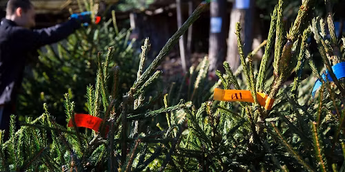 Christmas Trees & More