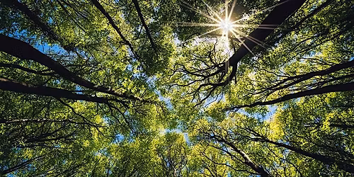 Forest Bathing Guided Woodland Walk