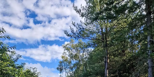 Lantra Awards Course in Cross Cut maintenance and felling trees up to 380.00mm diameter.