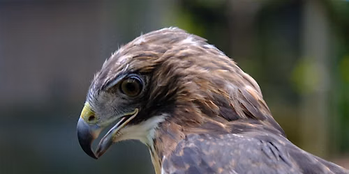 Hard of Hearing Night: Winged Wisdom