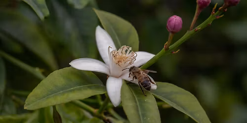 Appreciating Your Garden Through Your Camera
