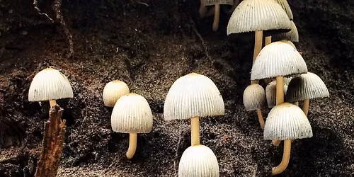 Summer Fungus Walk