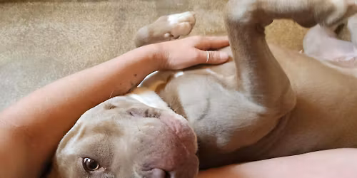 ICRT Animal Reiki 1 & 2