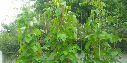 Self-Sufficiency gardening (UK)